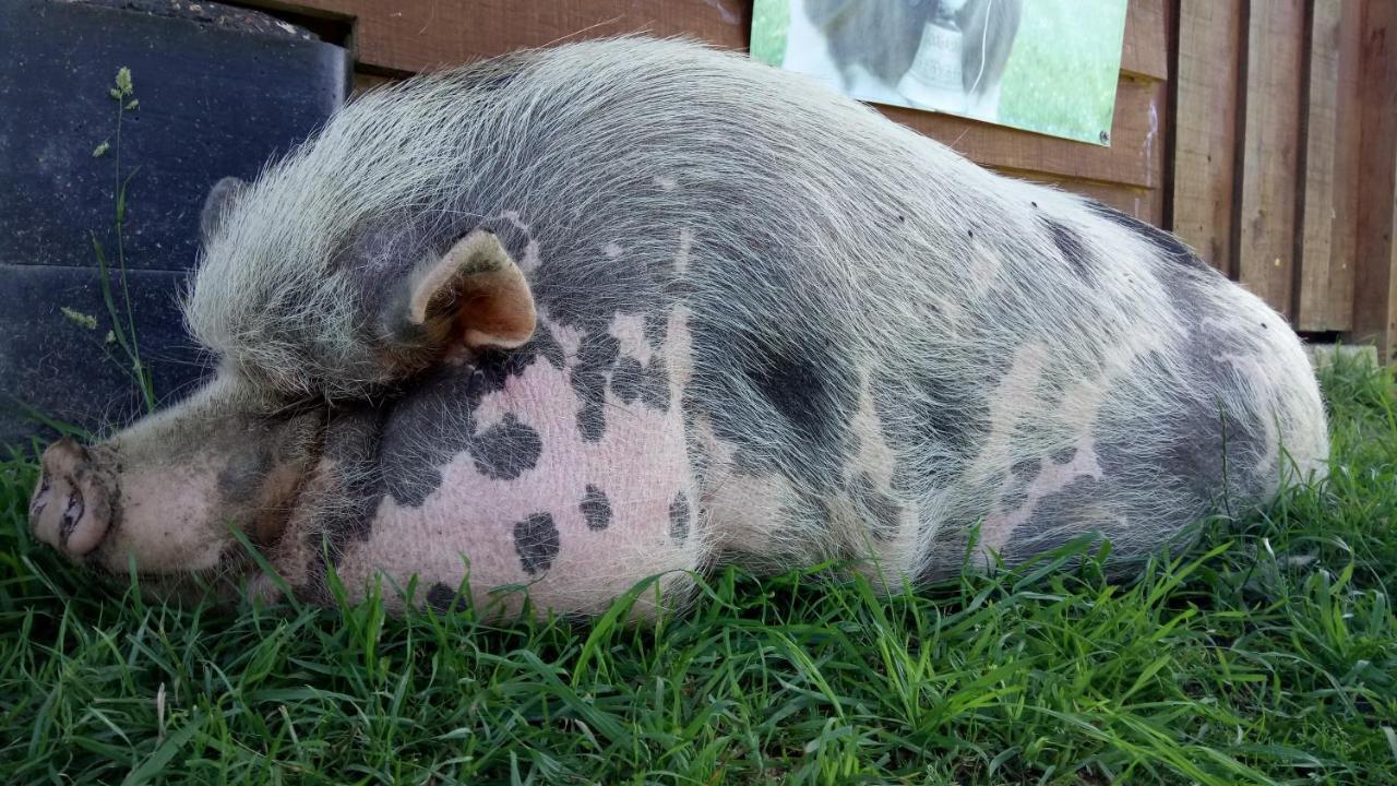 La Petite Ferme De Pouillon - Parc Animalier - Aire De Loisirs Bed & Breakfast エクステリア 写真